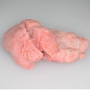 シビレは胸腺でフォアグラみたいな食感